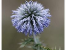 Chardon bleu ou Boule azurée (Echinops ritro)