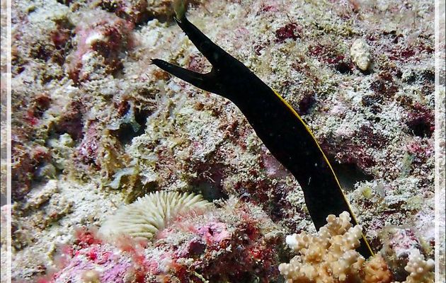 Murène ruban juvénile, Anguille ruban, Ribbon eel, Blue ribbon eel (Rhinomuraena quaesita) - Les Tétons - Tsarabanjina - Mitsio - Madagascar