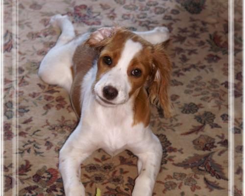 La journée mondiale du chien 26 août