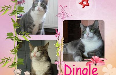 Dingle, une princesse s'est envolée