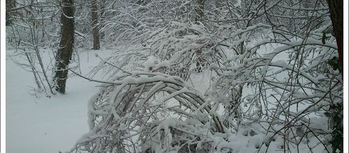 La neige...cette merveille