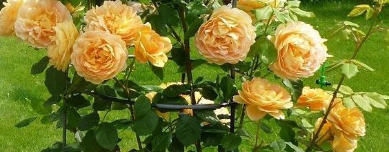 Normandie : les Jardins de Vendeuvre 
