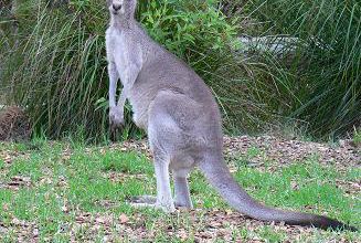 Kangourou gris