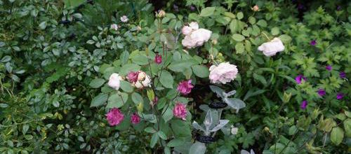 Gruss an Aachen en belle compagnie