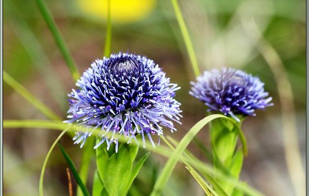 Globulaire commune (Globularia bisnagarica) - Pic d'Aillo - Sauveterre de Comminges / Régades - 31