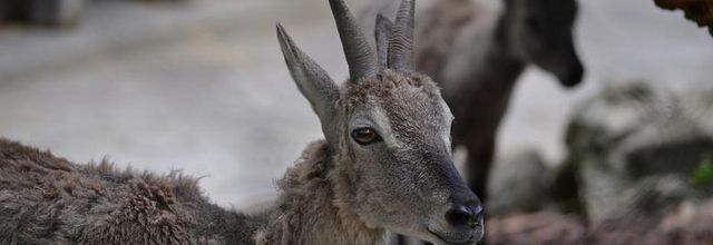  Ménagerie du Jardin des plantes : Le Markhor
