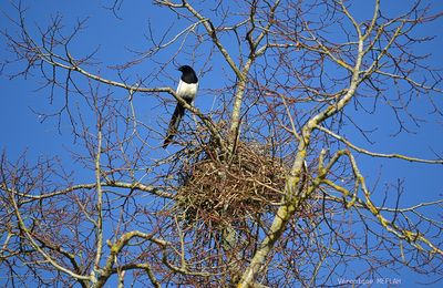 Rambouillet : Le nid de la Pie bavarde