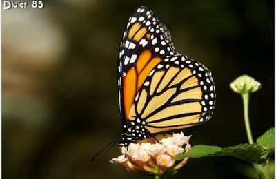Monarque (1) - Danaus plexippus