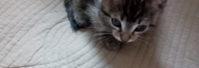 Sauvé d'une agression par son chat