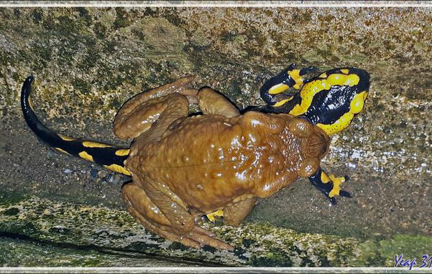 Mieux que le mâle grenouille agile qui avait essayé de se payer une belle rousse : un crapaud essayant quant à lui de faire crac-crac avec une salamandre tachetée - Lartigau - Milhas - 31 