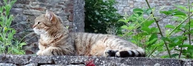 Dimanche c'est Quya et ses copains