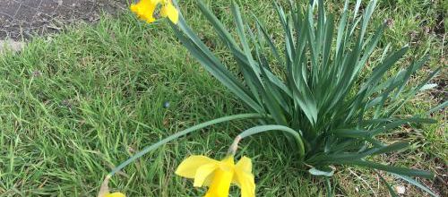 LE PRINTEMPS ARRIVE OUI