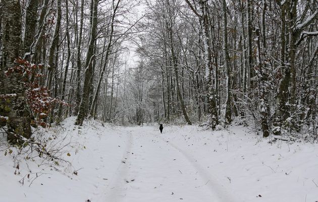 Le 21 novembre 2024 : Lorsque l'automne flirte avec l'hiver.