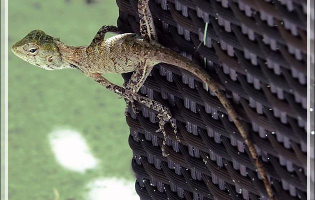 Lézard Agame arlequin, Common Garden Lizard, Bloodsucker, Changeable lizard (Calotes versicolor) - Moofushi - Atoll d'Ari - Maldives
