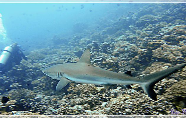 Un requin gris va attaquer un plongeur {;-)] - Tumakohua (passe sud) - Atoll de Fakarava - Tuamotu - Polynésie française