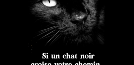 Un chat noir