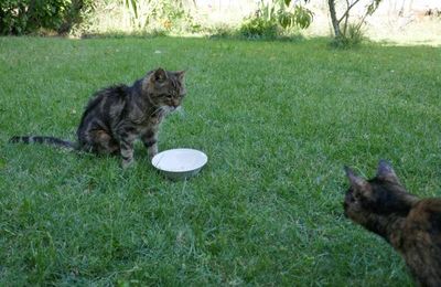 Cookie en vacances chez nous