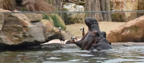 ...zoo de Beauval...