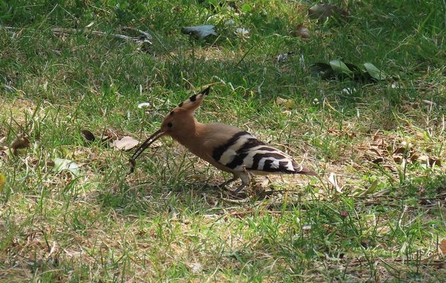 un Huppé sur le camping 