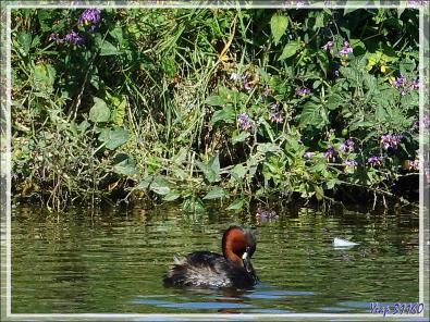 Grèbe castagneux, Little grebe (Tachybaptus ruficollis) - La Couarde-sur-Mer - Île de Ré - 17