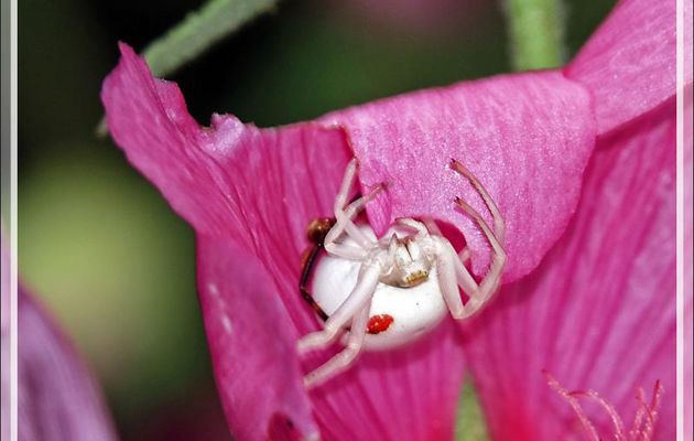 Monsieur et Madame Araignée crabe Thomise variable (Misumena vatia) post copula - Lartigau - Milhas - 31