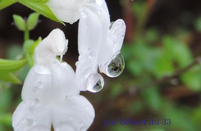 une goutte sur une fleur 