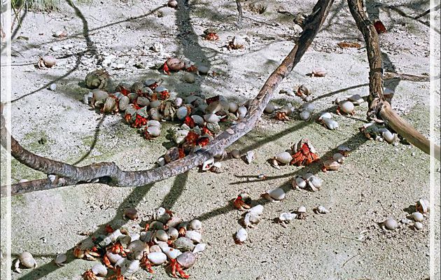 Pagure (bernard-l'ermite) terrestre fraise, colonie, adulte et juvénile, Strawberry crab (Coenobita perlatus) - Ile Saint-François - Seychelles