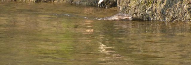Brrr! Une grosse bêbête dans l'eau...