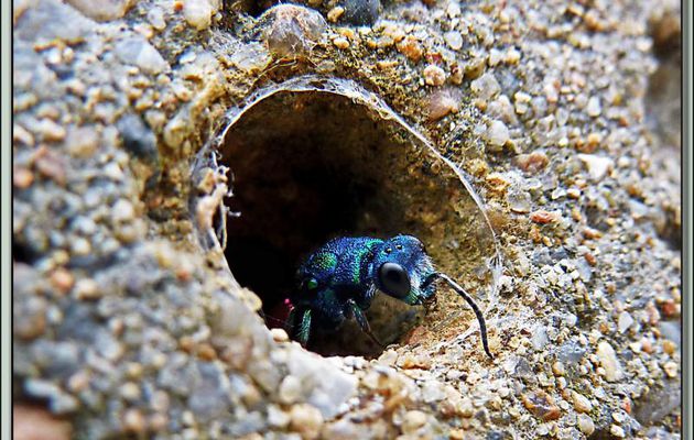 Guêpe-coucou "Chryside enflammée ou commune" (Chrysis ignita) - La Couarde-sur-Mer - Ile de Ré - 17