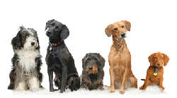 Carterie Mai - Animaux