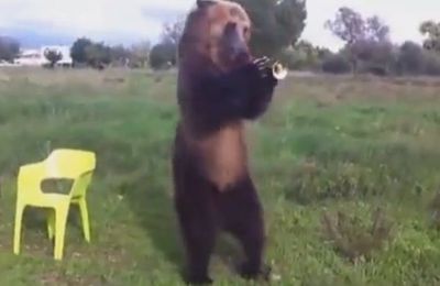 Cet ours est incroyable : il joue de la trompette et fait du Hula Hoop