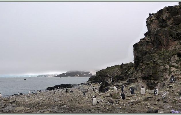 Photos panoramiques de la plage de Hannah Point - Livingston Island - South Shetland Islands - Péninsule Antarctique