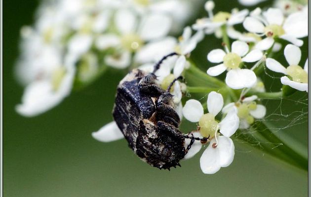 Cétoine Valgine mâle (Valgus hemipterus ??) - Boucou - Sauveterre-de-Comminges - 31