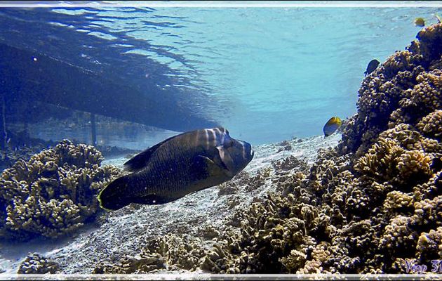 Napoléon ou Labre géant, Humphead wrasse or Napoleon wrasse (Cheilinus undulatus) - Passe Tumakohua (passe sud) - Atoll de Fakarava - Tuamotu - Polynésie française