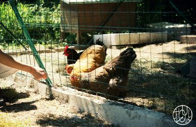 Les poulettes sont arrivées !