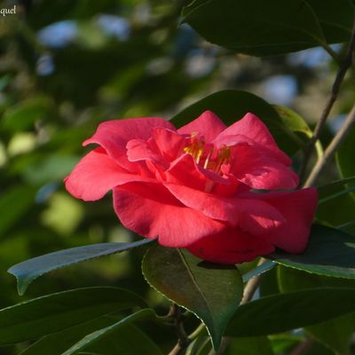 Les fleurs du samedi....