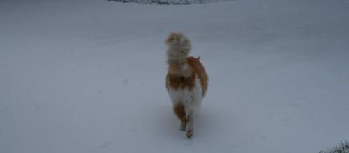 L'hiver n'est pas mort !!