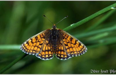 Mélitée des Centaurées (1) - Melitaea phoebe