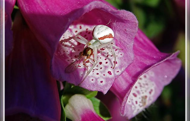 L'Araignée crabe Thomise variable s'est adaptée à la couleur de la digitale (Misumena vatia) et sa proie - Lartigau - Milhas - 31