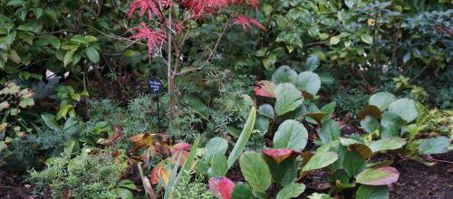 En Automne, je repense le jardin