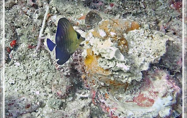 Chirurgien à robe sombre ou à balai ou à brosses ou voile brune, Twotone tang, Yellow sailfin tang, Brown sailfish surgeonfish (Zebrasoma scopas) - Beangovo - Tsarabanjina - Mitsio - Madagascar