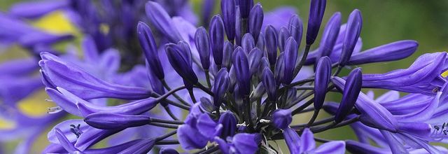 Bleu Agapanthe
