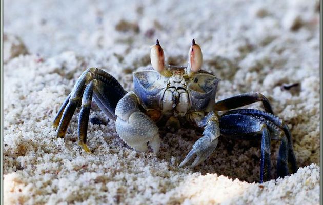 Ocypode ou Crabe fantôme ou "Loulou grangalo" (Ocypode ceratophtalma) - Praslin - Seychelles