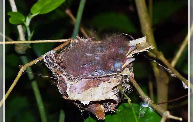 Minuscule nid avec ses oisillons - Inkaterra Hacienda Concepcion - Puerto Maldonado - Pérou
