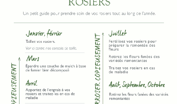 Pour prendre soin de nos jolis rosiers...