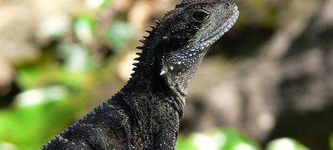 Lezard 1