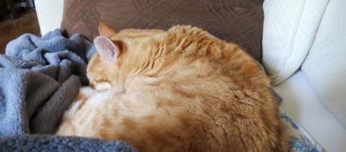 Fantaisie de Chat - Miaou