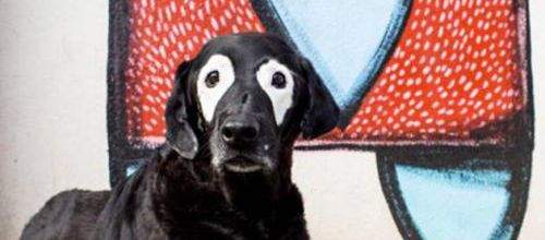 Le chien Rowdy atteint de vitiligo est décédé