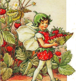 LES FRAISES DE PLOUGASTEL