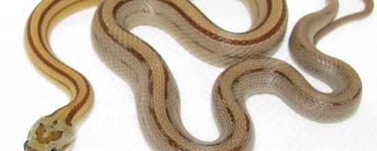 Caramel stripe